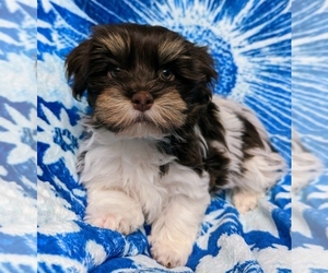 Havanese Puppy for sale in POST FALLS, ID, USA