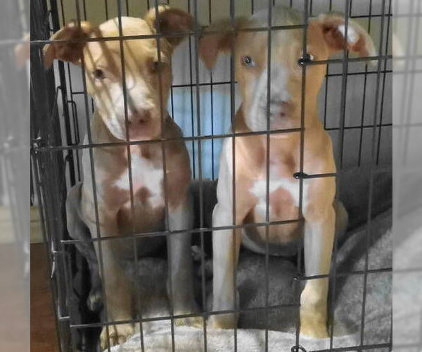 Medium Photo #3 Mutt Puppy For Sale in Frankston, TX, USA