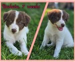 Small #3 Border Collie