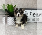 Small #4 Pembroke Welsh Corgi