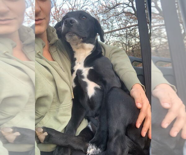 Medium Photo #3 Labrador Retriever-Mountain Cur Mix Puppy For Sale in Claremore, OK, USA