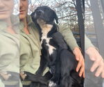 Small #2 Labrador Retriever-Mountain Cur Mix
