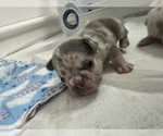 Puppy 4 French Bulldog