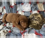 Small #1 Labrador Retriever