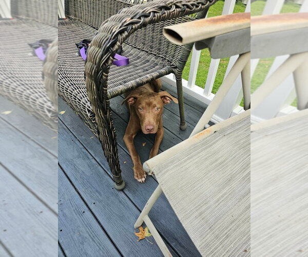 Medium Photo #10 Mutt Puppy For Sale in Wenonah, NJ, USA