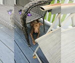 Small Photo #10 Mutt Puppy For Sale in Wenonah, NJ, USA
