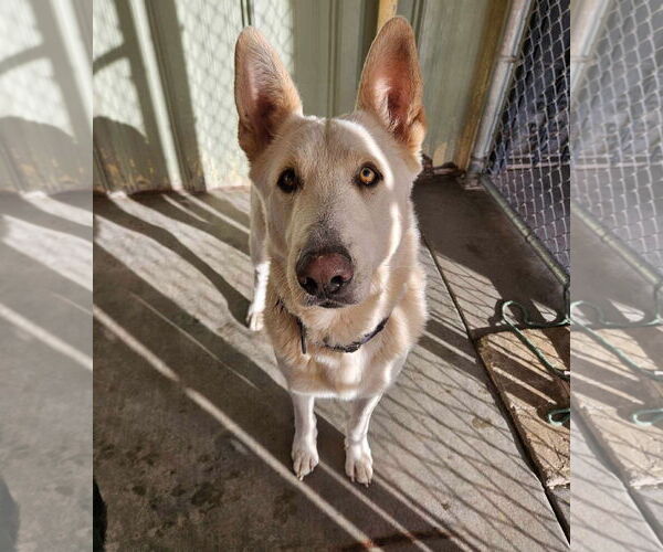 Medium Photo #4 German Shepherd Dog Puppy For Sale in El Centro, CA, USA