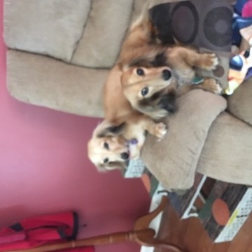 Medium Photo #1 Dachshund Puppy For Sale in DECATUR, AL, USA