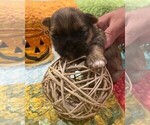 Small Photo #5 Shorkie Tzu Puppy For Sale in EDMOND, OK, USA