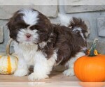 Small Photo #1 Shih Tzu Puppy For Sale in FREDERICKSBG, OH, USA