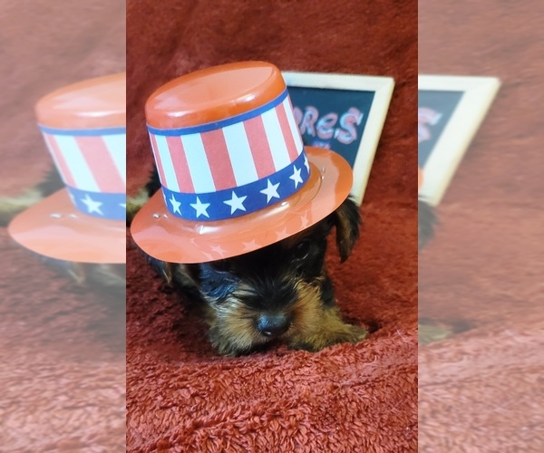Medium Photo #4 Yorkshire Terrier Puppy For Sale in AKRON, OH, USA