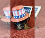 Small #3 Yorkshire Terrier