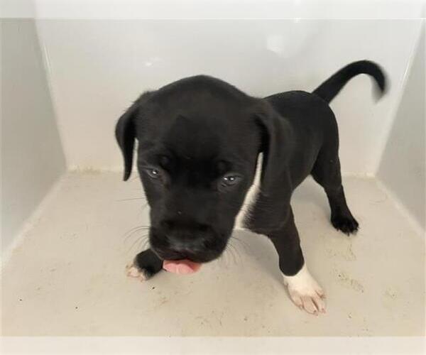 Medium Photo #1 Mutt Puppy For Sale in Houston, TX, USA
