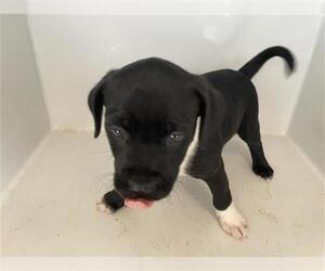 Mutt Dogs for adoption in Houston, TX, USA