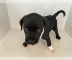 Small Mutt