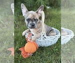 Small #4 French Bulldog