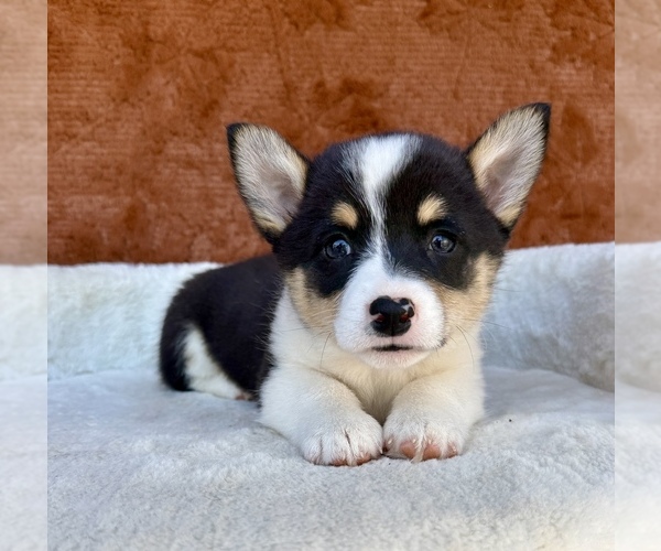 Medium Photo #8 Pembroke Welsh Corgi Puppy For Sale in OCALA, FL, USA