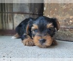 Small #35 Yorkshire Terrier
