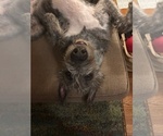 Small #7 Irish Wolfhound