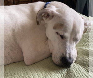 Mutt Dogs for adoption in Brooklyn Center, MN, USA