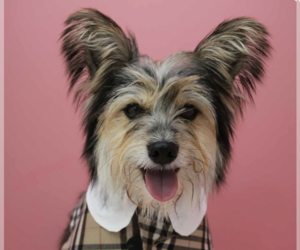 Papillon-Unknown Mix Dogs for adoption in San Ramon, CA, USA