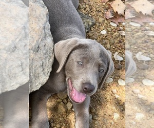 Labrador Retriever Puppy for sale in FREEMAN, MO, USA