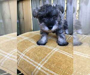 Schnauzer (Miniature) Puppy for sale in SAINT JAMES, MO, USA