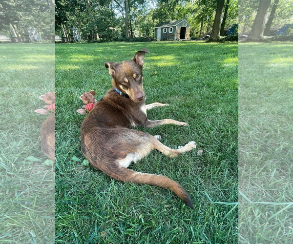 Medium Photo #2 Australian Shepherd-Unknown Mix Puppy For Sale in Germantown, OH, USA