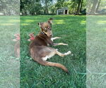 Small #1 Australian Shepherd Mix