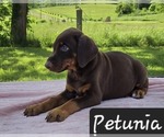 Small #1 Doberman Pinscher