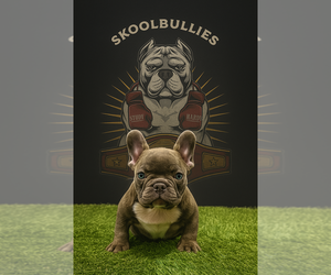 French Bulldog Puppy for sale in MARIETTA, GA, USA