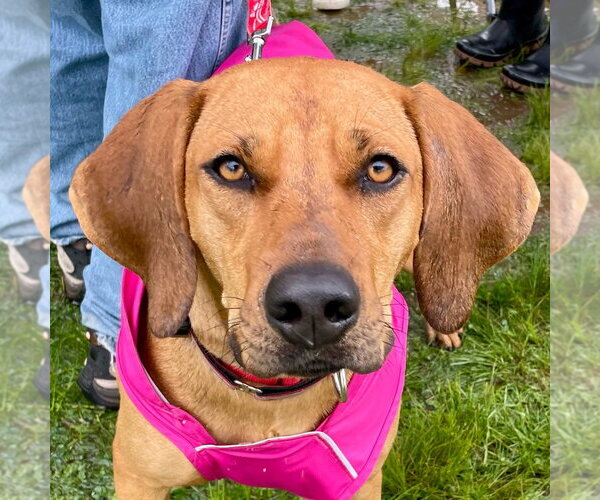 Medium Photo #4 Coonhound-Unknown Mix Puppy For Sale in Canton, CT, USA