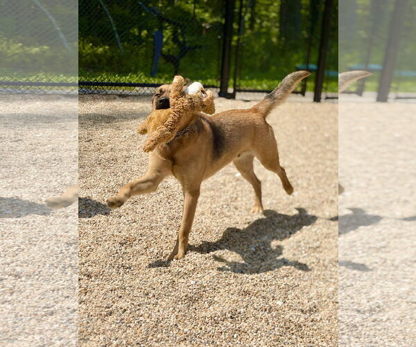 Medium Photo #3 Black Mouth Cur-Unknown Mix Puppy For Sale in West Cornwall, CT, USA
