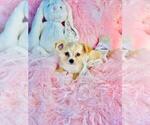 Small #22 Chihuahua