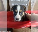 Small Photo #39 Welsh Cardigan Corgi Puppy For Sale in SUN PRAIRIE, WI, USA
