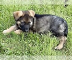 Small #12 German Shepherd Dog
