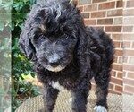 Small #6 F2 Aussiedoodle