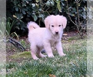 Golden Retriever Puppy for sale in CHATSWORTH, CA, USA