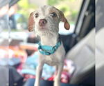 Small Parson Russell Terrier