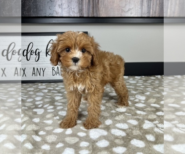 Medium Photo #3 Cavapoo Puppy For Sale in INDIANAPOLIS, IN, USA