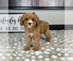 Small #2 Cavapoo