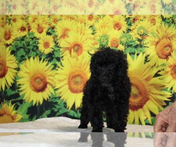 Medium Photo #26 Poodle (Toy) Puppy For Sale in DYERSBURG, TN, USA