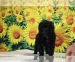 Pedro - Male Poodle (Toy) Puppy for Sale - Photo #26