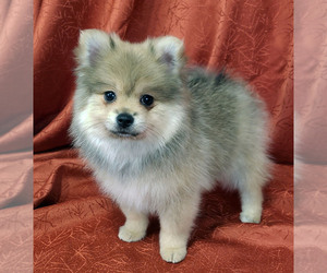 Pomeranian Puppy for sale in PLANT CITY, FL, USA