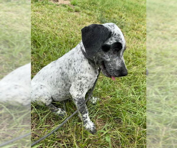 Medium Photo #4 Pointer-Unknown Mix Puppy For Sale in Tarrytown, GA, USA