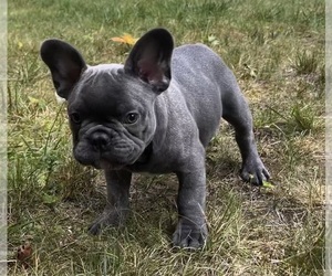French Bulldog Puppy for sale in HOLLAND, MI, USA