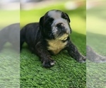 Small Photo #14 Bulldog Puppy For Sale in STOCKBRIDGE, GA, USA