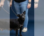 MIDNIGHT - Female Bassetdor Dog for Adoption - Small photo