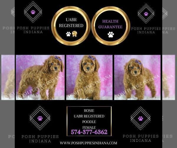 Medium Photo #59 Poodle (Miniature) Puppy For Sale in WARSAW, IN, USA