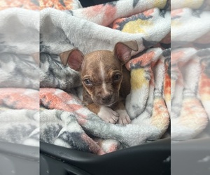 Chihuahua Puppy for sale in BUFORD, GA, USA